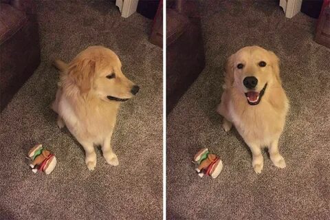 Хороший мальчик собака