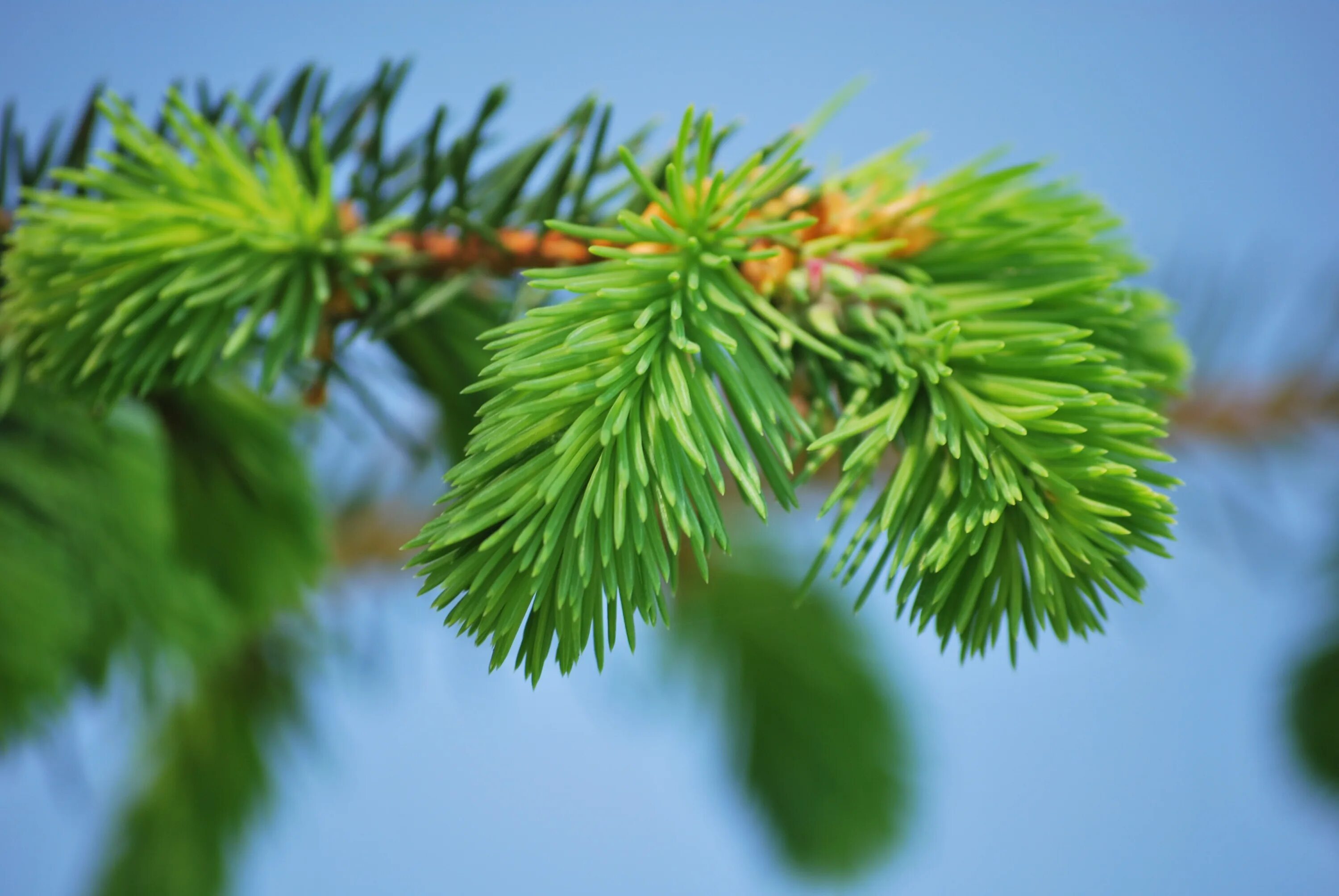 Хвойный слушать. Хвоя. Фотопечать хвоя. Pine Tree Green цвет. Хвоя картинки.