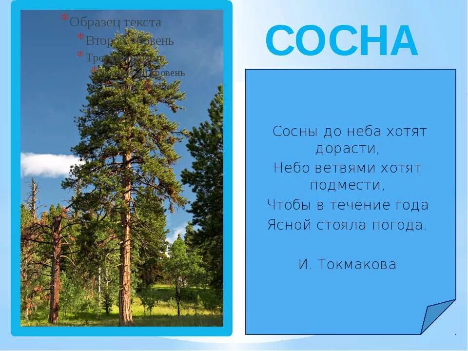 Предложения с словом хвойный. Стих про сосну. Стих про сосну для детей. Загадка про сосну. Сосны до неба.