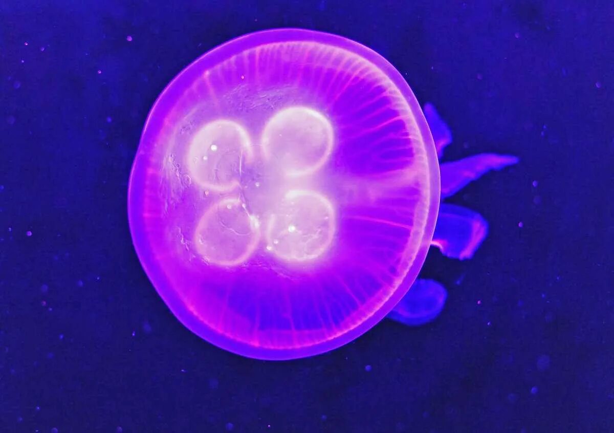 Ушастая медуза (Aurelia Aurita). Медуза какая симметрия тела