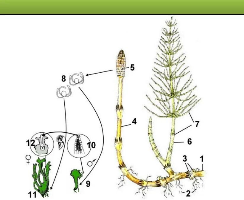 Жизненный цикл хвоща полевого. Цикл развития плауна и хвоща. Цикл развития хвощевидных. Цикл развития хвоща полевого. Споры развиваются на побегах