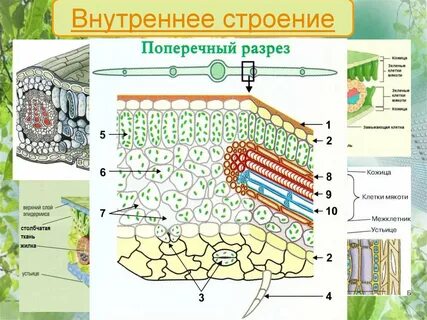 В клетках мякоти листа крыжовника днем происходит