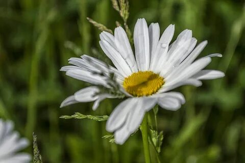 Листики ромашки