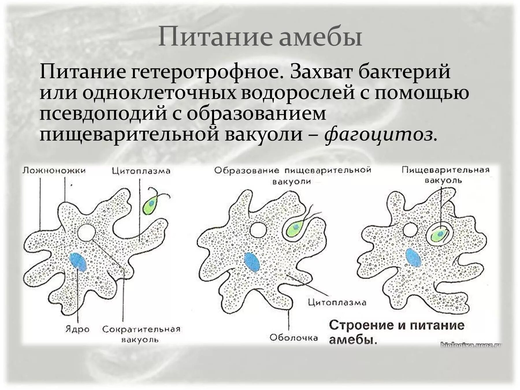 Каким способом осуществляется поглощение амебой клеток водорослей. Процесс питания амебы. Тип питания амебы. Строение и питание амебы. Способ питания амебы обыкновенной.