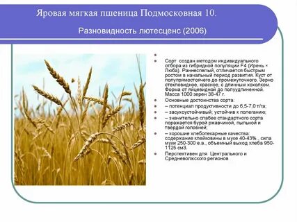 Пшеница мягкая признаки