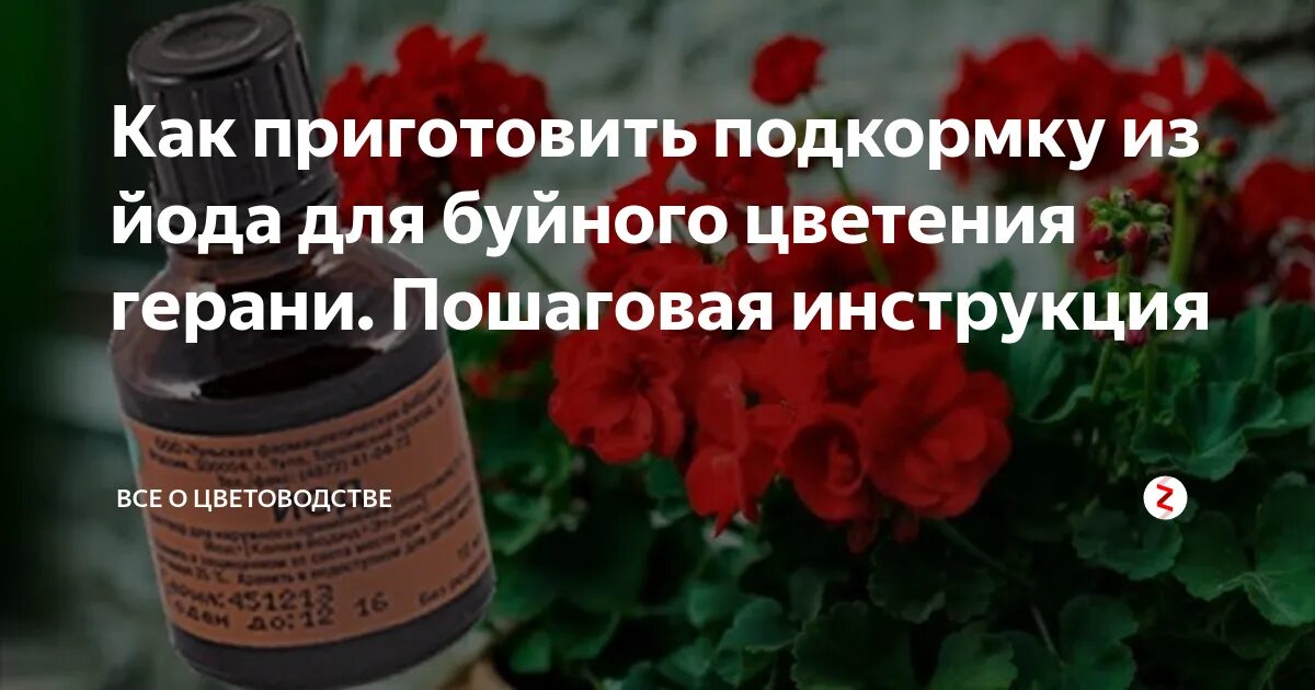 Можно поливать цветы йодом йодом. Удобрение для герани йод. Йод для герани для цветения. Герань йод для пышного цветения. Пеларгония подкормка йодом.