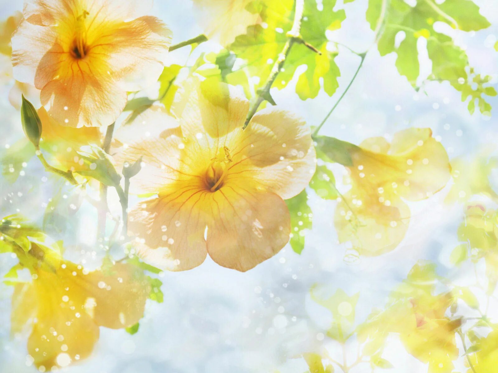 жёлтый цветок. красивый желтый цвет. нежно желтый цвет. желтый цвет. красивый желтый.