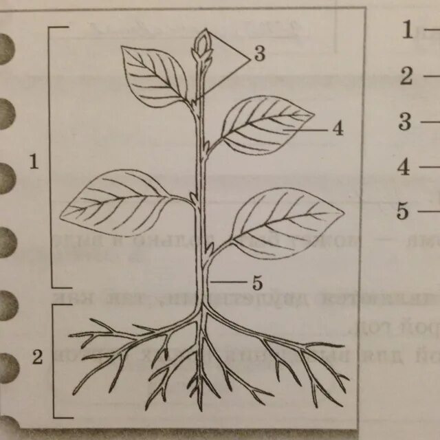 Строение растения рисунок с подписями. Подпиши части растения. Строение растения схема. Строение и части растений. Строение растения без подписей.