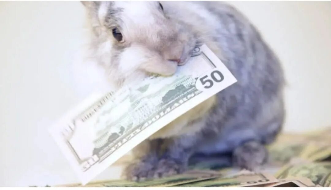 Easyzaim. Кролик с деньгами. Денежный заяц. Купюра заяц с деньгами. Заяц с долларами.