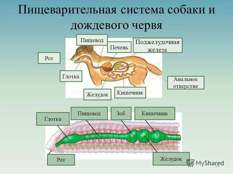 Процесс питания животных. Пищеварительная система животных. пищеварительная система собаки. органы пищеварительной системы животных. пищеварительная система собв.