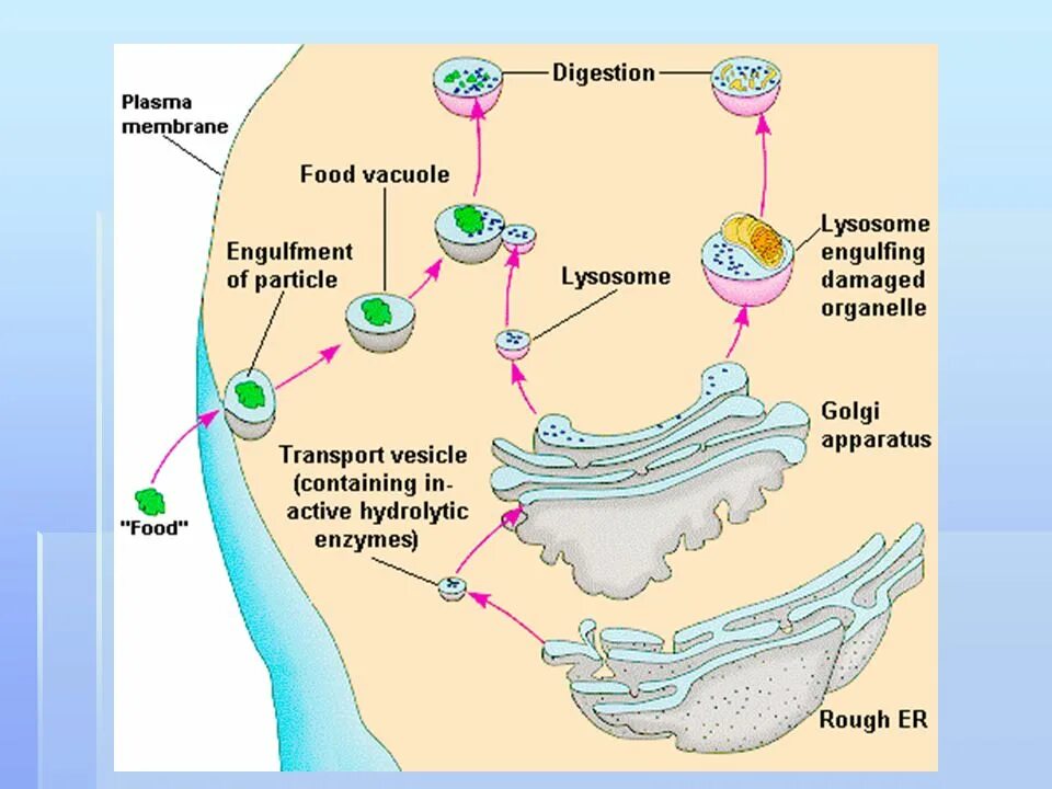 Вакуолярная система строение. Схема образования лизосом. Вакуолярная система клетки схема. Вакуолярная система строение и функции. Объект лизосома центриоль процесс внутриклеточное пищеварение