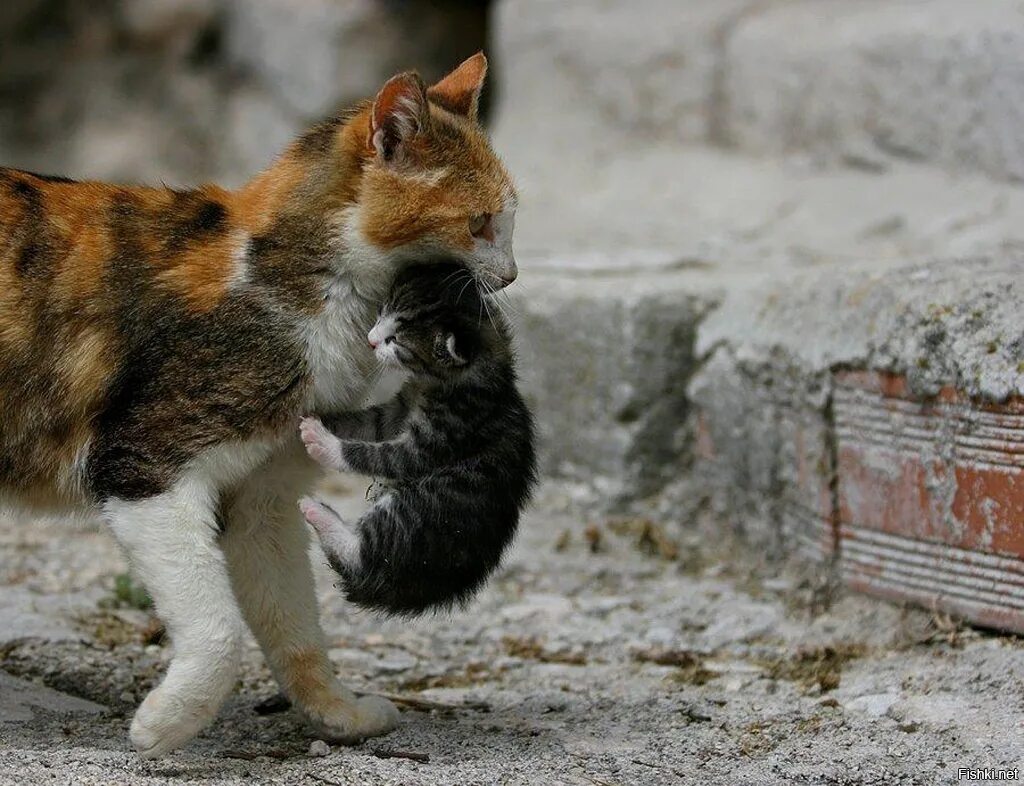 Женщина с тяжелыми сумками. Тащить или таскать. Тоскать или таскать. Тащить чемодан. Стащить груз физика.