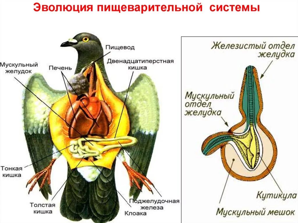 Что находится в мускульном желудке птицы