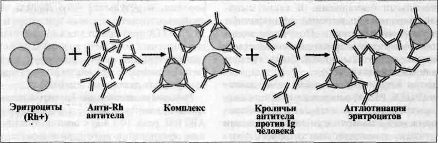 Реакция агглютинации антиген