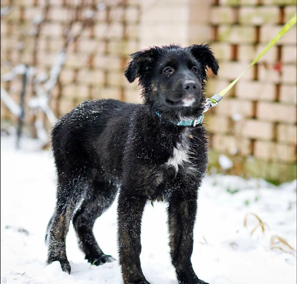Метис лайки и овчарки. Щенок восточно европейской овчарки 2 месяца метис. Щенок метис овчарки. Щенок метис овчарки немецкой 2 мес. Немецкая овчарка смесь с дворнягой.