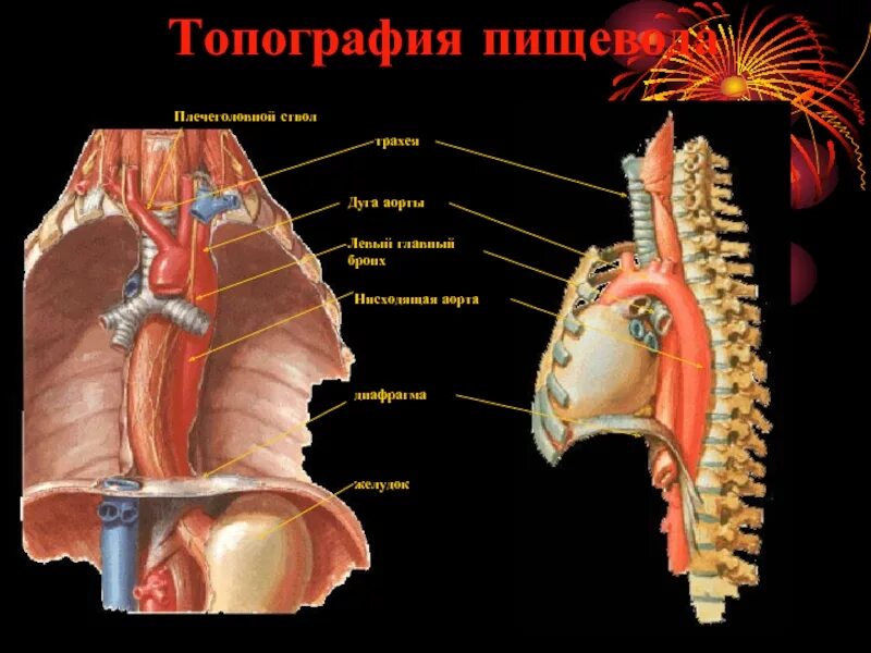 Топография плечеголовного ствола. Топография пищевода и аорты. Трахея плечеголовной ствол.