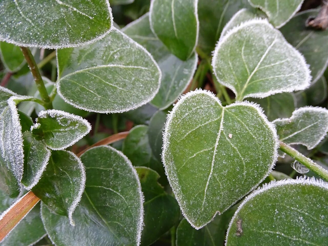 Холодно лист. Листья в инее фон. очень мелкие холодные листья. he leaves you cold. he leaves you cold foto.