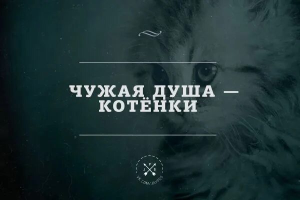 Чужая душа. Чужая душа потемки. Чужая душа пословица. Душа котенки. Пословица чужая душа