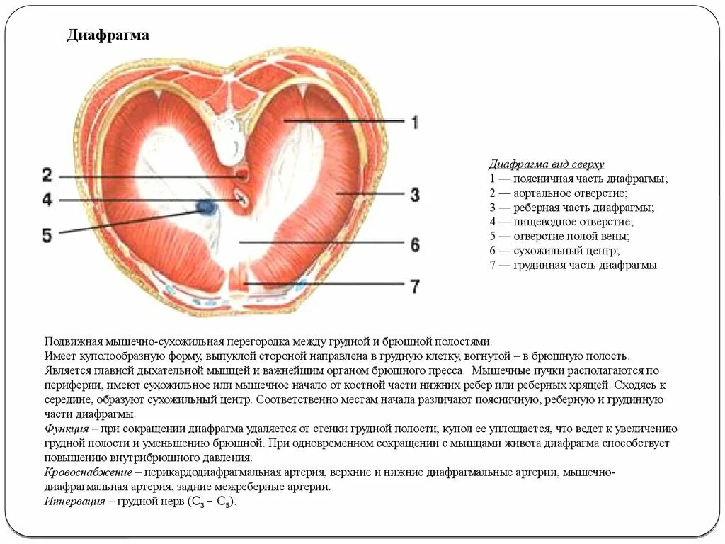 Образует диафрагму