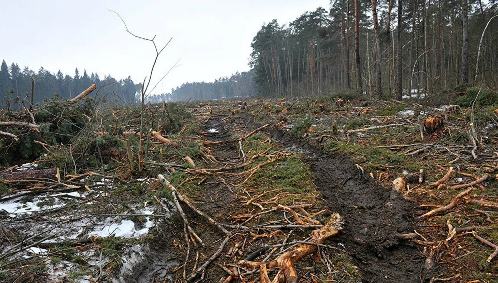 Лесные проблемы россии. Вырубка лесов. Лес после вырубки. Последствия вырубки лесов. Уничтожение лесов.