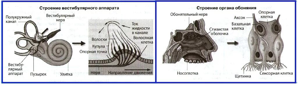 Строение мешочков. Схема вестибулярного анализатора человека. строение вестибулярного аппарата схема. рецепторы сенсорных систем вестибулярного аппарата. орган равновесия анализатор строение.