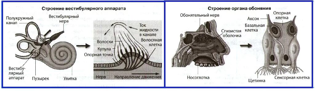 Периферический вестибулярный аппарат. Схема вестибулярного анализатора человека. Строение полукружных каналов вестибулярного аппарата. Вестибулярный аппарат строение анатомия. Строение вестибулярного аппарата схема.