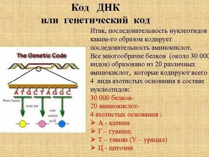 Код днк