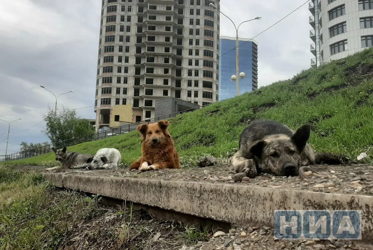 Бездомные животные красноярск. Отлов бездомных животных. Безнадзорные собаки. Бездомные собаки красноярск. Приюты для животных в красноярске.