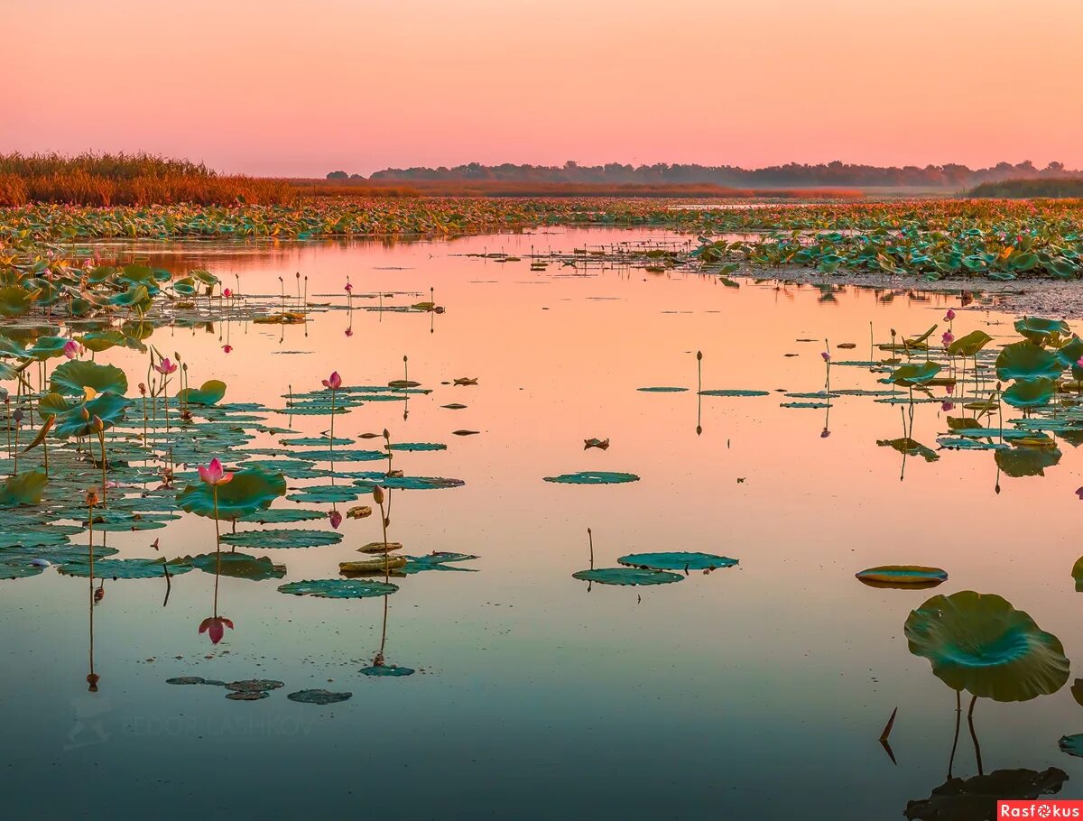 каспийское море дельта волги. дельта реки волги. дельта волги астраханский заповедник. дельта реки астрахань. дельта реки волги.