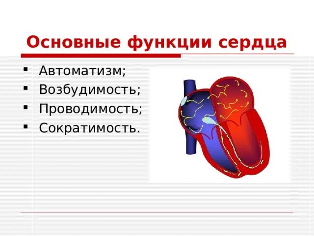 1 функции сердца. Возбудимость проводимость сердца. функция автоматизма и возбудимости сердца. основные функции сердца. основная функция сердца.