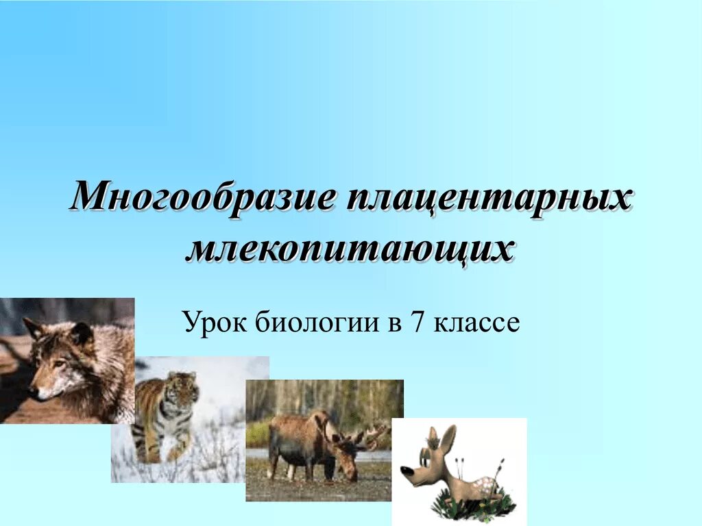 Млекопитающие урок 7 класс. Многообразие млекопитающих. Отряды плацентарных млекопитающих. Многообразие млекопитающих 7 класс. Плацентарные млекопитающие представители.