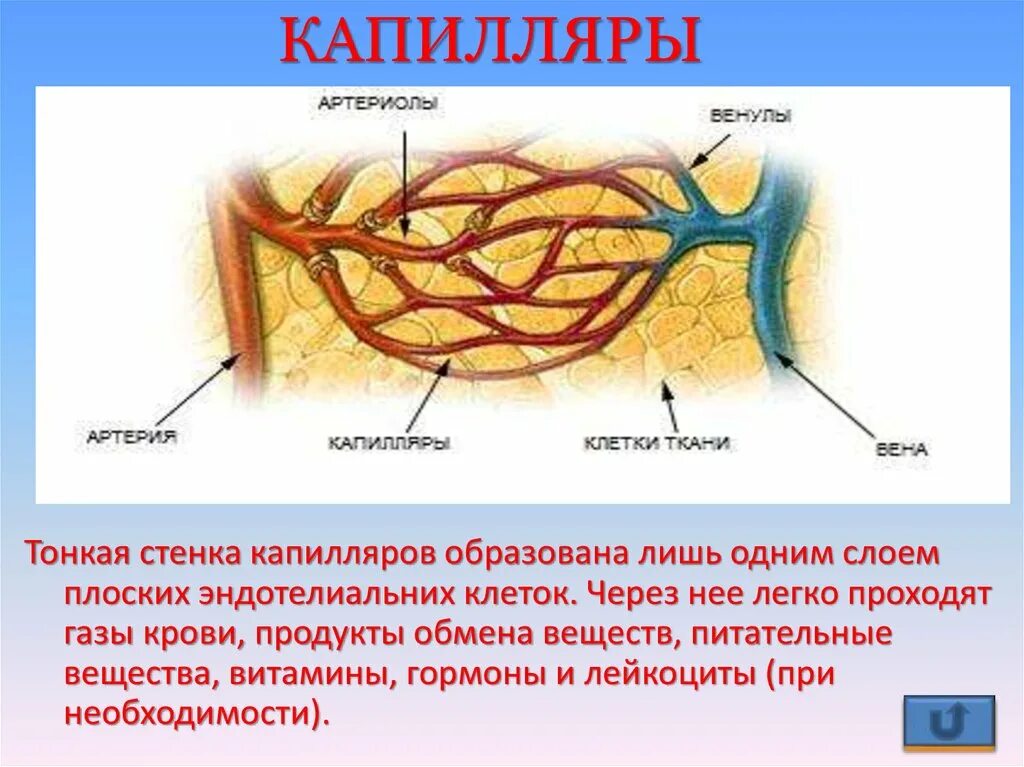 Капеляры. Стенка капилляра образована:. Капилляры их строение. Капилляры, строение их стенки..