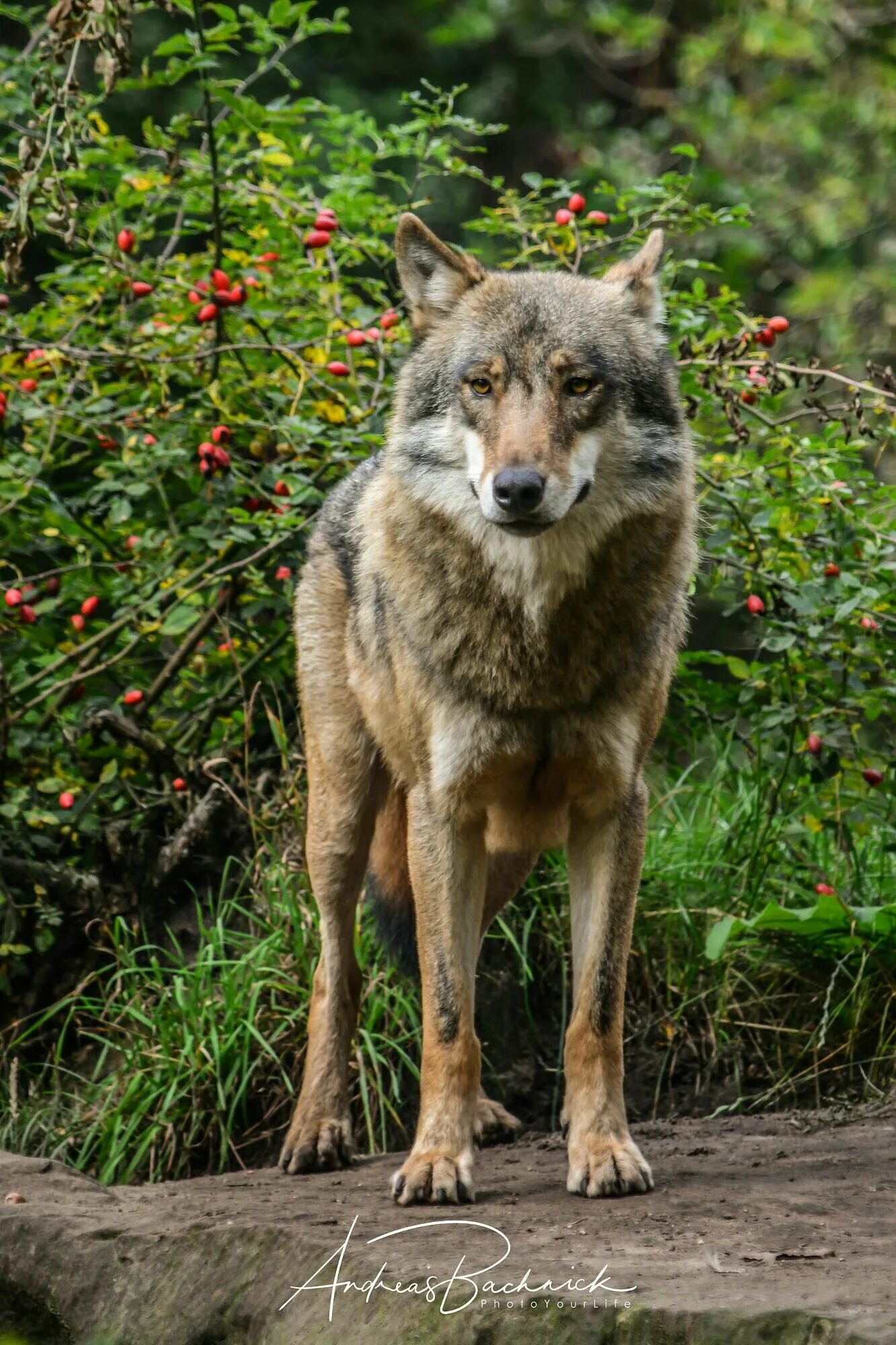 Четыре души койота. Койот. Евразийский волк. Волк f1054.