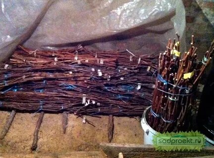 Как сохранить черенки до весны