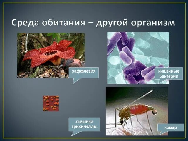 Организмы обитающие в других организмах как правило. Обитатели организменной среды. Обитающие в телах других организмов. Организменная среда обитания. Организменная среда обитания животных.