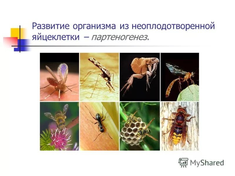 для каких организмов характерен партеногенез