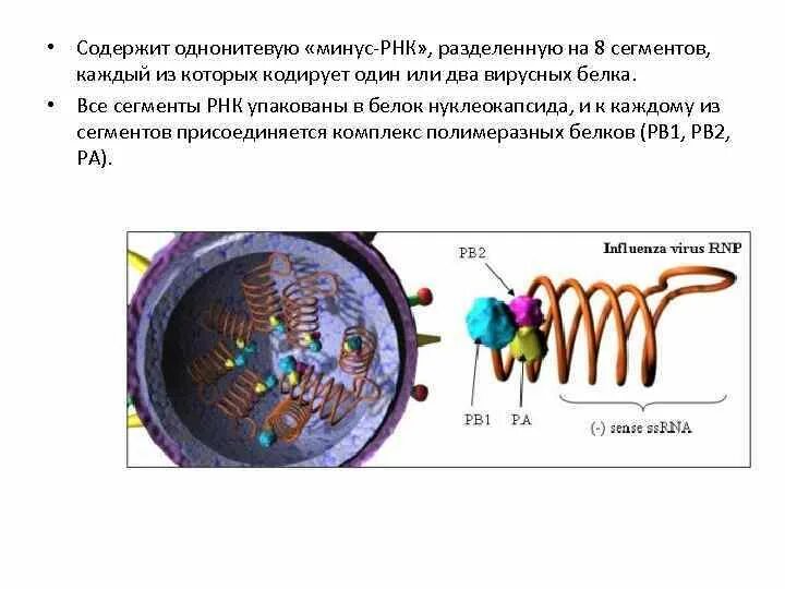 Вирусы с одноцепочечной РНК. Сегментированный геном вирусов. Сегментированная РНК. Сегментированный РНК геном.