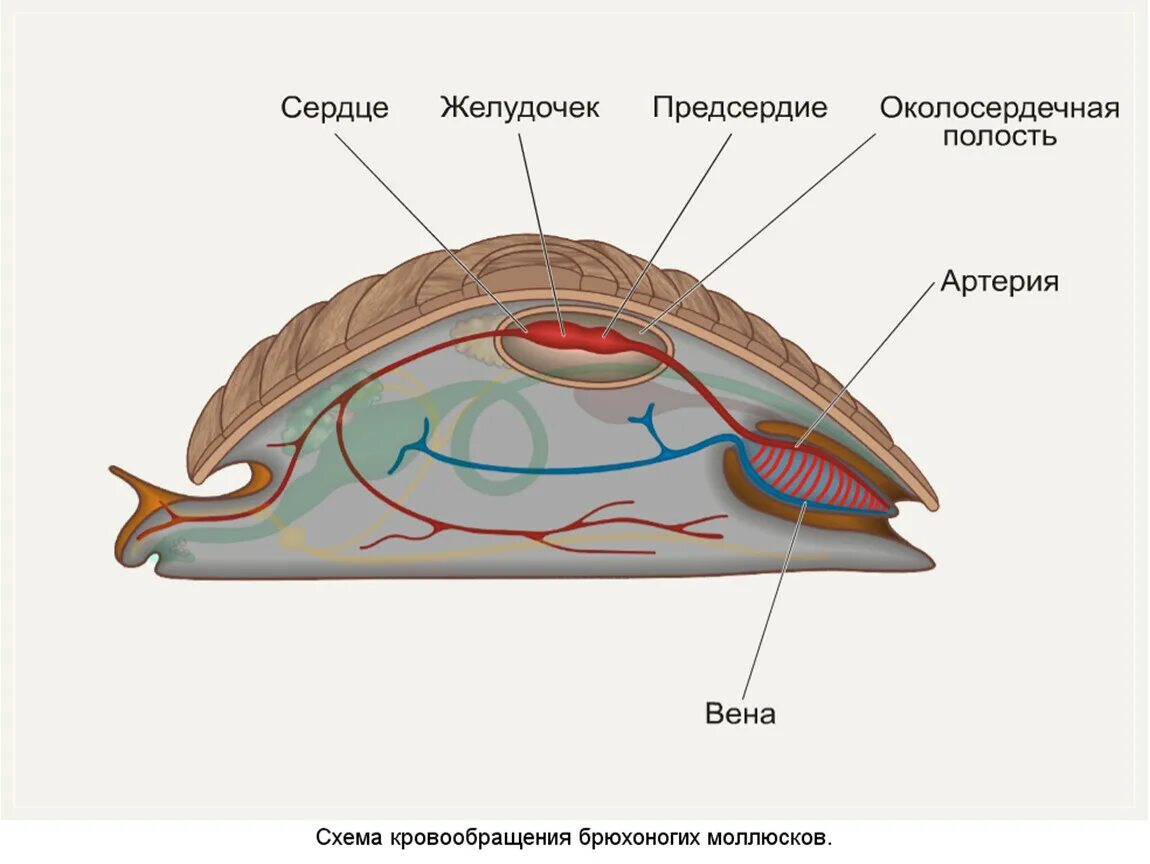 Выделительная система брюхоногих улиток. Вторичная полость тела у моллюсков. Тип моллюски выделительная система. Строение кровеносной системы брюхоногих моллюсков. Моллюски имеют сердце