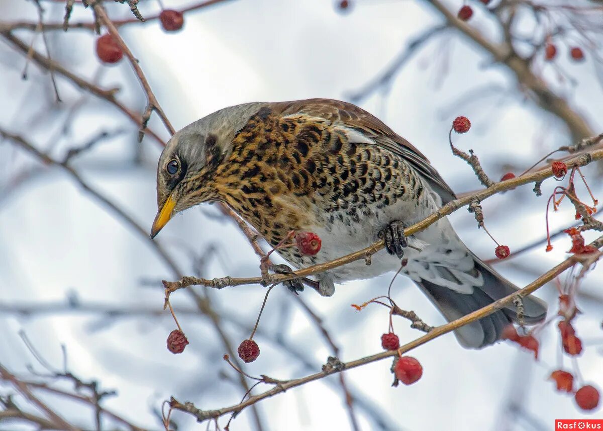 Соловей зимой. Молодой дрозд рябинник. Птица зимняя дрозд рябинник. Дрозд рябинник весной. Дрозд рябинник.