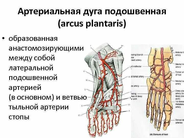 Подошвенные дуги анатомия. Кровоснабжение стопы топографическая анатомия. Медиальная и латеральная подошвенные артерии. Медиальная подошвенная артерия стопы анатомия. Основные артерии стопы