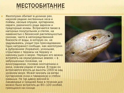Есть ли у безногой ящерицы ядовитые железы