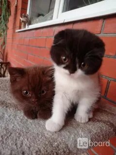 Котята в новороссийске