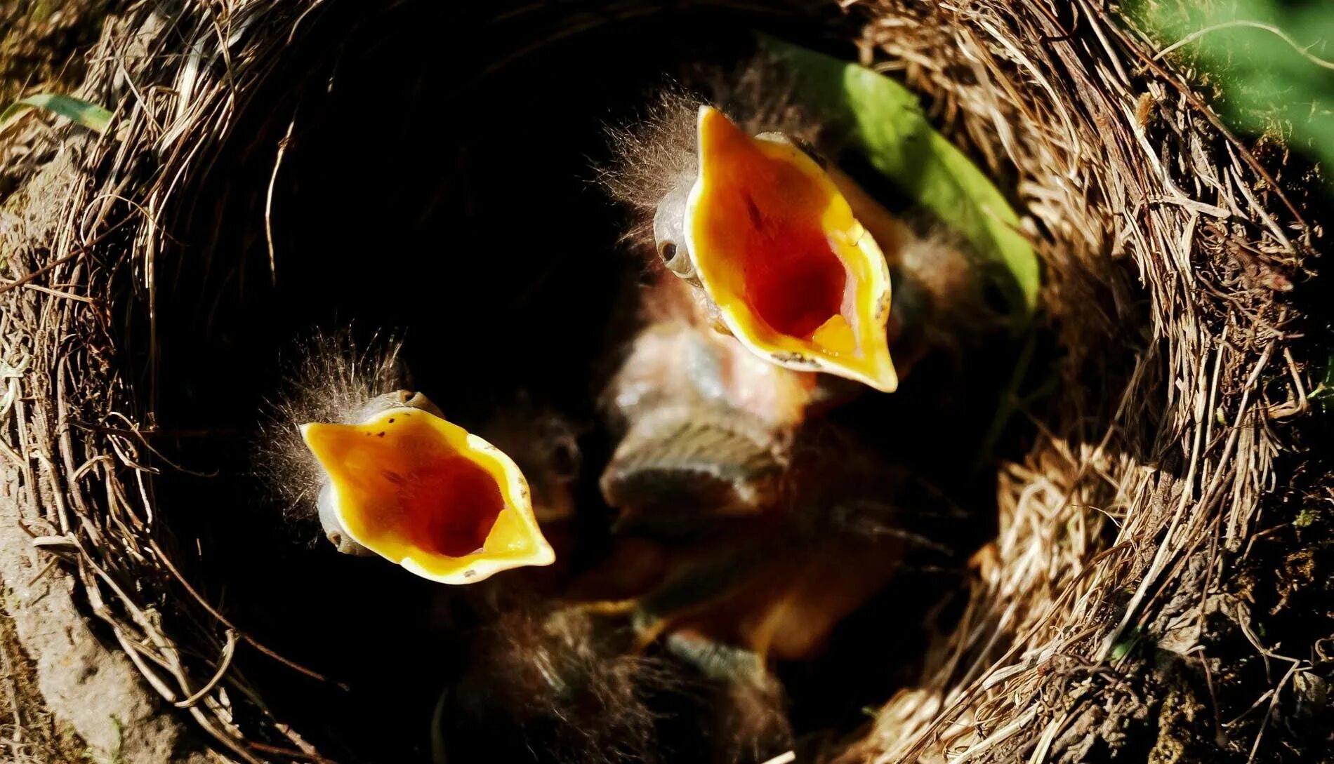 В 1 гнезде 3 птенца. Кукушонок желторотик. Гнездо гнездо зарянки птенец. Птенец щегла слеток. Птица шалашник самка.
