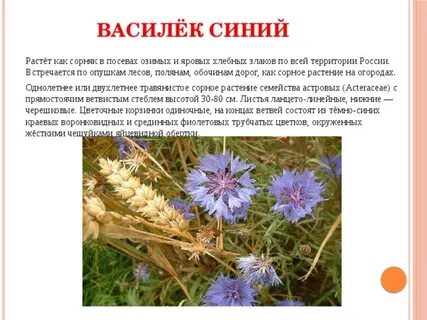 Синий василек предложение