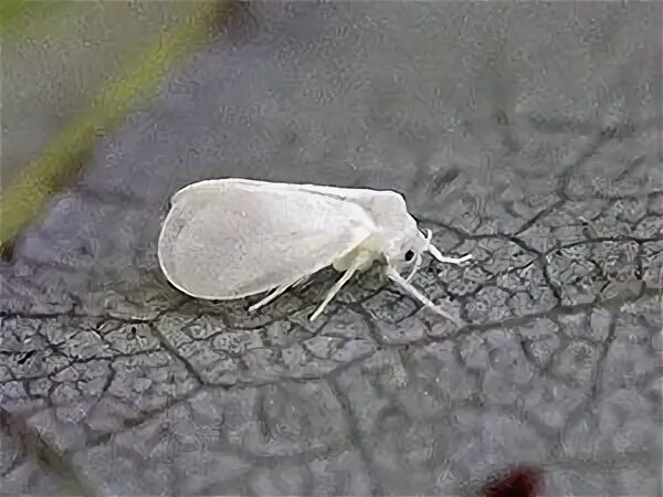 Белые мелкие мошки на комнатных
