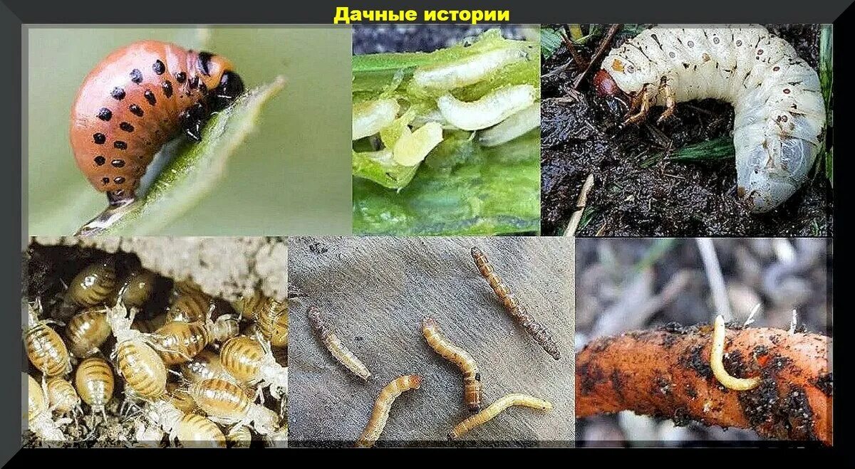 Медведка гусеница личинка. Червяк проволочник. Насекомые вредители сада медведка. Мраморный хрущ личинка. Вредители в земле на огороде фото.