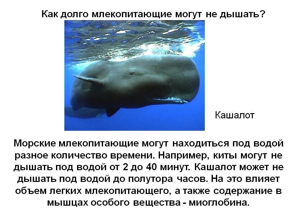 Почему кит зверь. Дыхательная система у морских млекопитающих. Морские млекопитающие морские млекопитающие. Дыхательная система морских млекопитающих китообразных. Проект дыхательная система морских млекопитающих.
