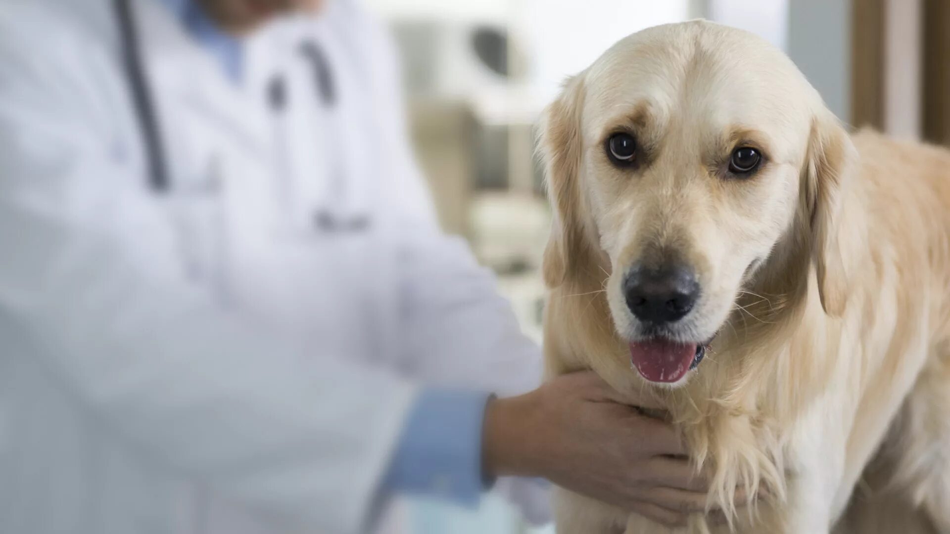 Печень у собаки симптомы. Ветеринар с собакой. Лабрадор в ветеринарной клинике. Собака врач. Собака терапевт.