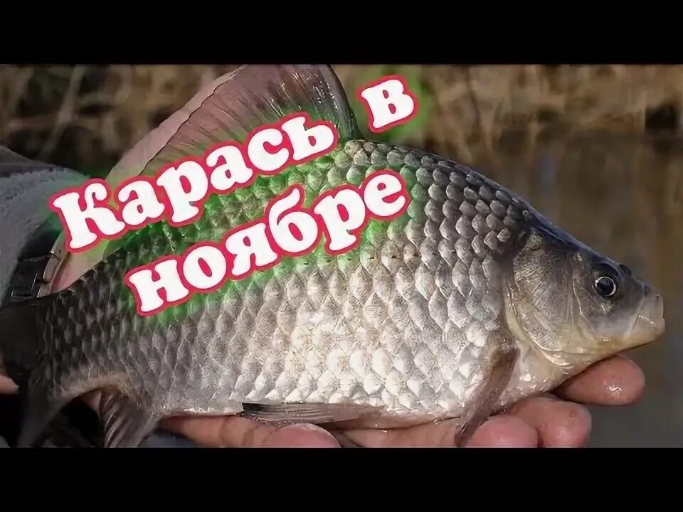 Осенью эта наживка перелавливает червя и опарыша. Лови по холодной воде. Супер р