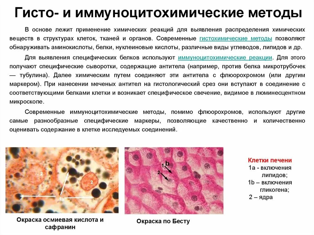 Методы исследования цитологии и гистологии. Гистологические и гистохимические методы исследования. гистохимические методы исследования в цитологии. методы исследования кожи в гистологии. методы гистологического окрашивания гистохимические.